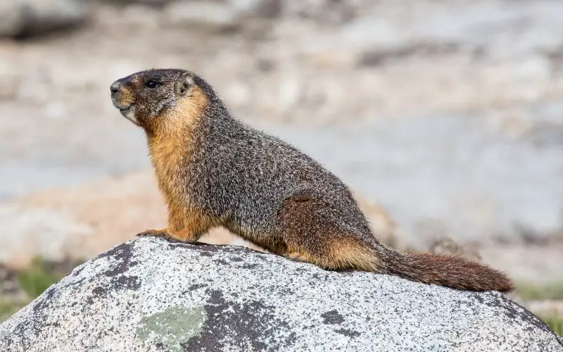 yellow-bellied-marmot-marmota-flaviventris-800x500-1 Squirrels in Utah