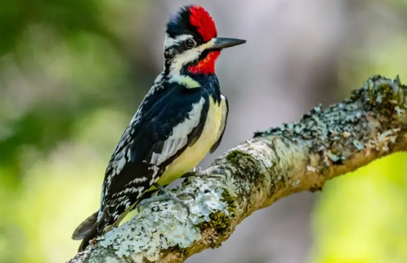 Woodpeckers in Montana