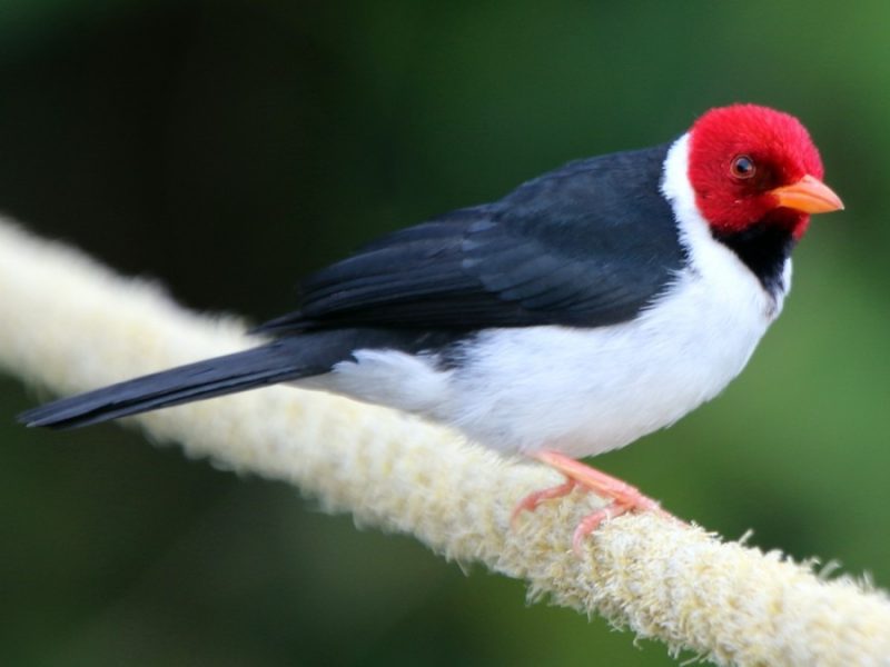 Types of Cardinals in Hawaii