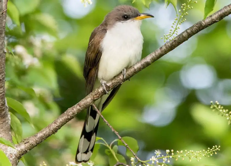 yellow-billed-cuckoo-800x576-1-1 Blackbirds in Arizona