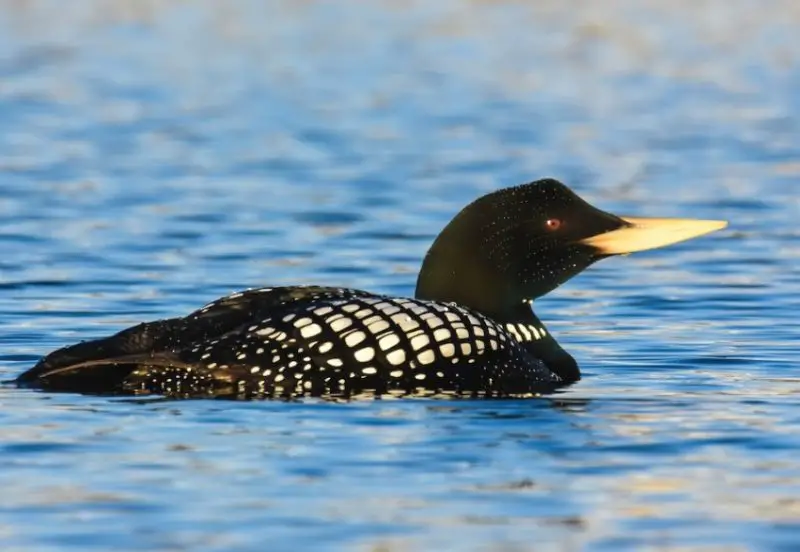 Loons in Maine