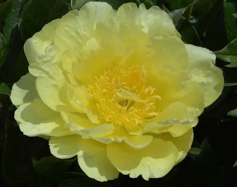 yellow-doodle-dandy Yellow Peonies
