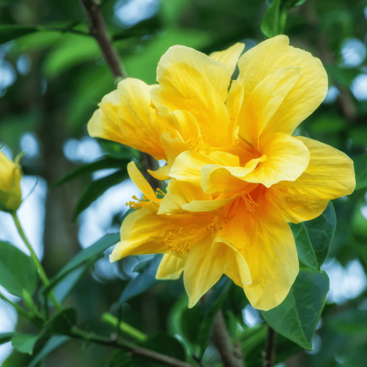 yellow hibiscus