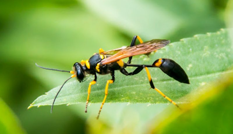 Wasps in Georgia