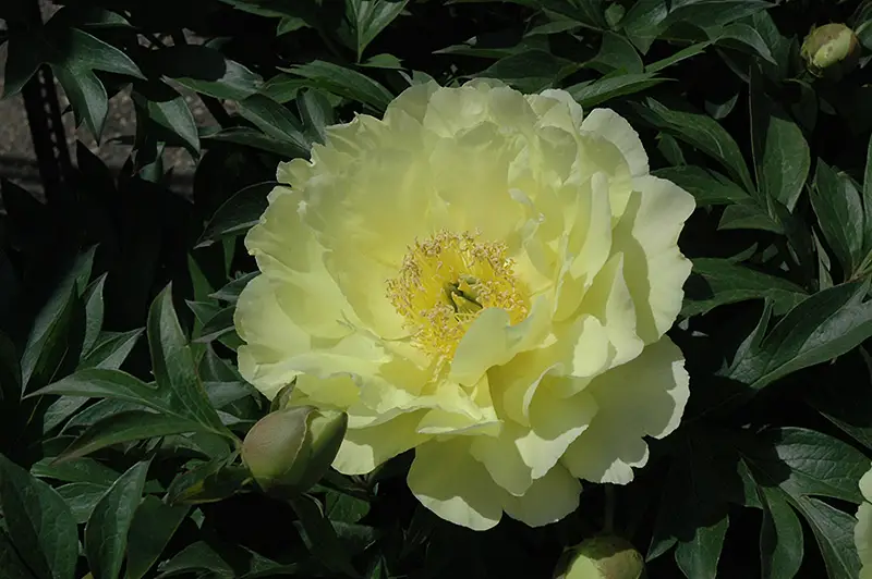 yumi Yellow Peonies