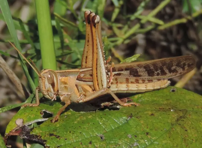 Grasshoppers in Arizona