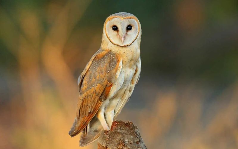 Owls in Georgia