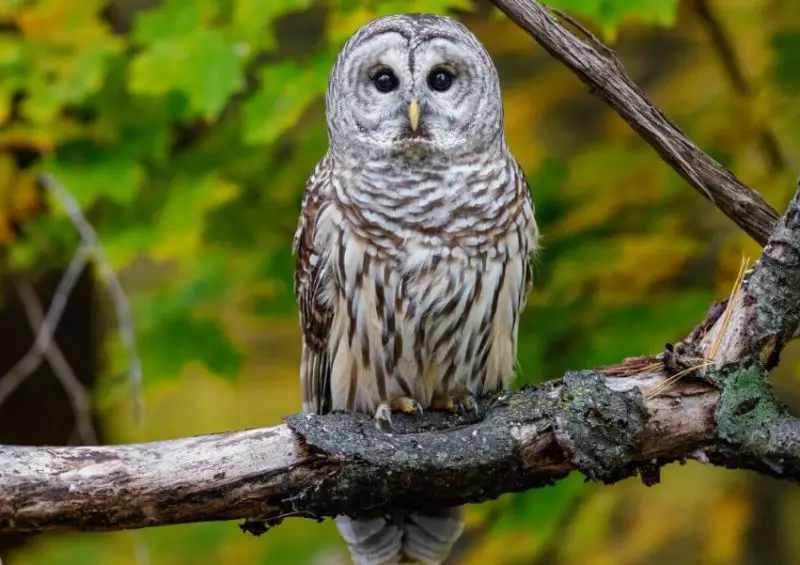 Owls in Georgia