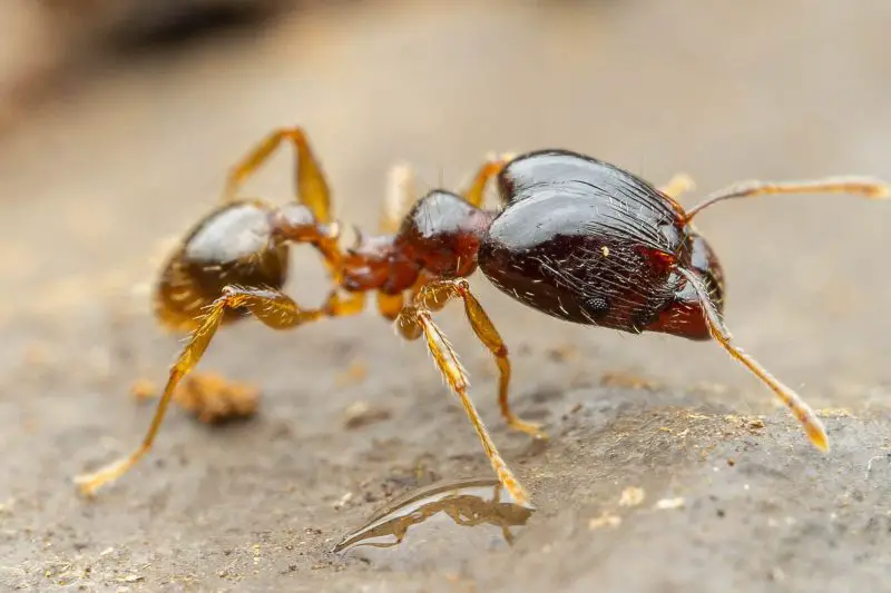 Biting Ants in Florida