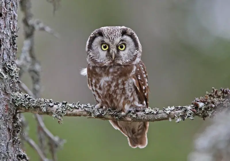 Owls in Georgia