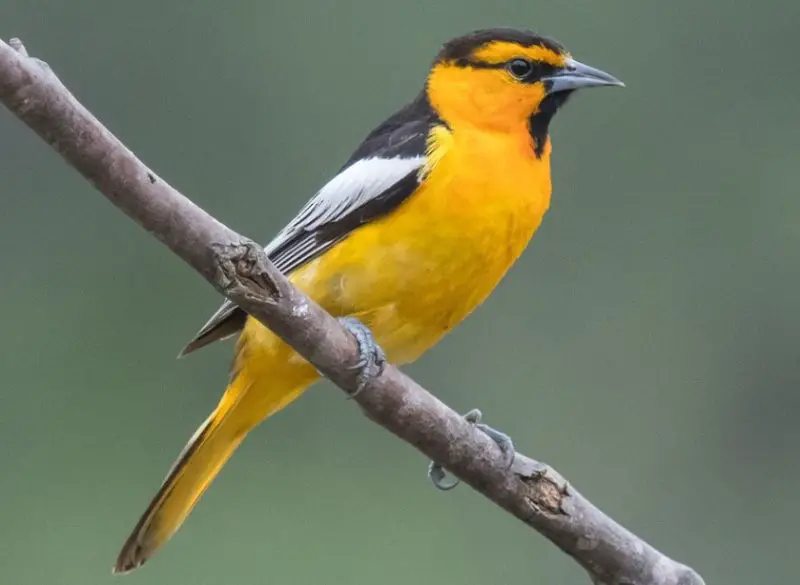 Orioles in Wisconsin