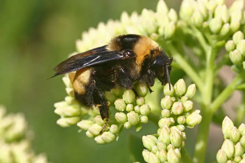 Dangerous Stinging Insects in Michigan