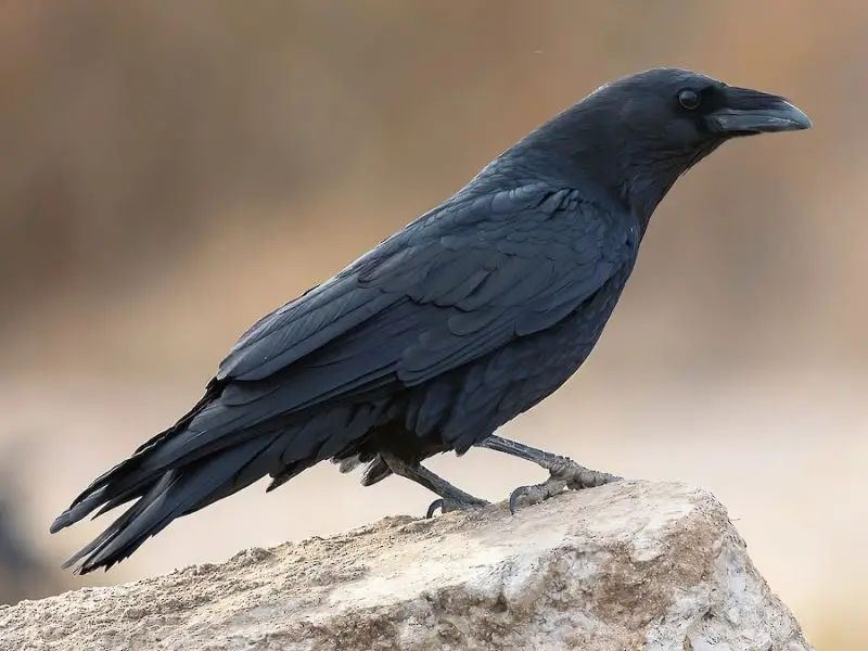 Types of Crows in Arizona