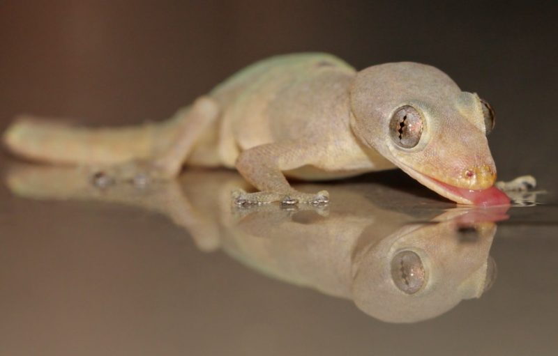 Lizards in Hawaii