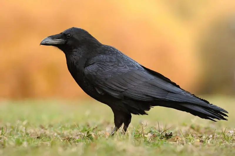 Types of Crows in Arizona