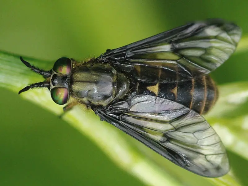 Biting Flies in Colorado