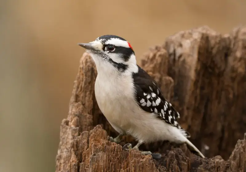 Black and White Birds in Michigan