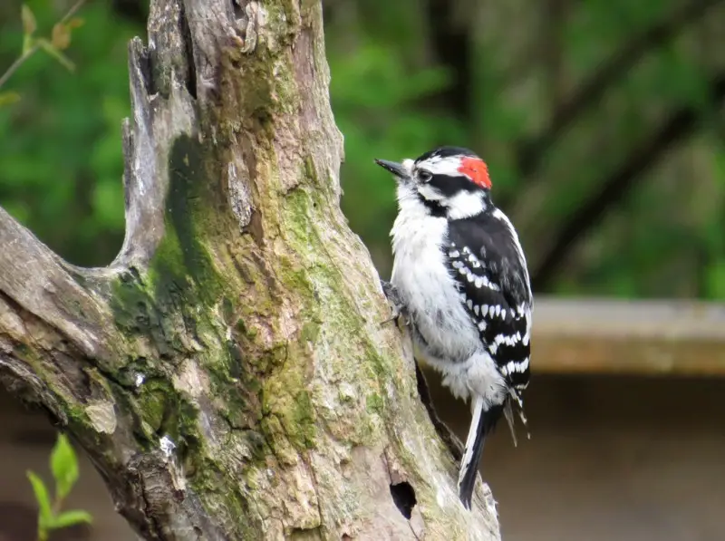 downy-woodpecker-dryobates-pubescens-1 Woodpeckers in Delaware