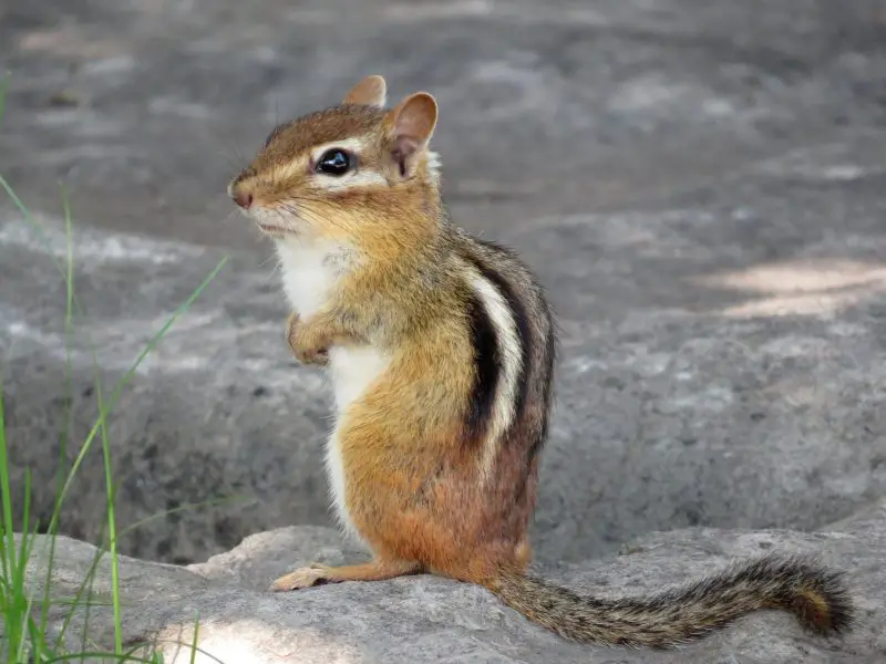 Squirrels in Missouri
