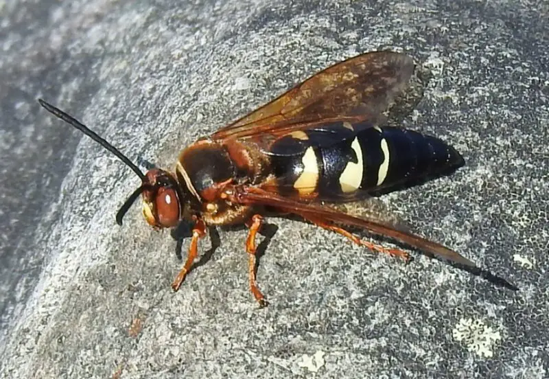 Dangerous Stinging Insects in Michigan