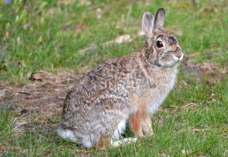 Wild Rabbits in Michigan