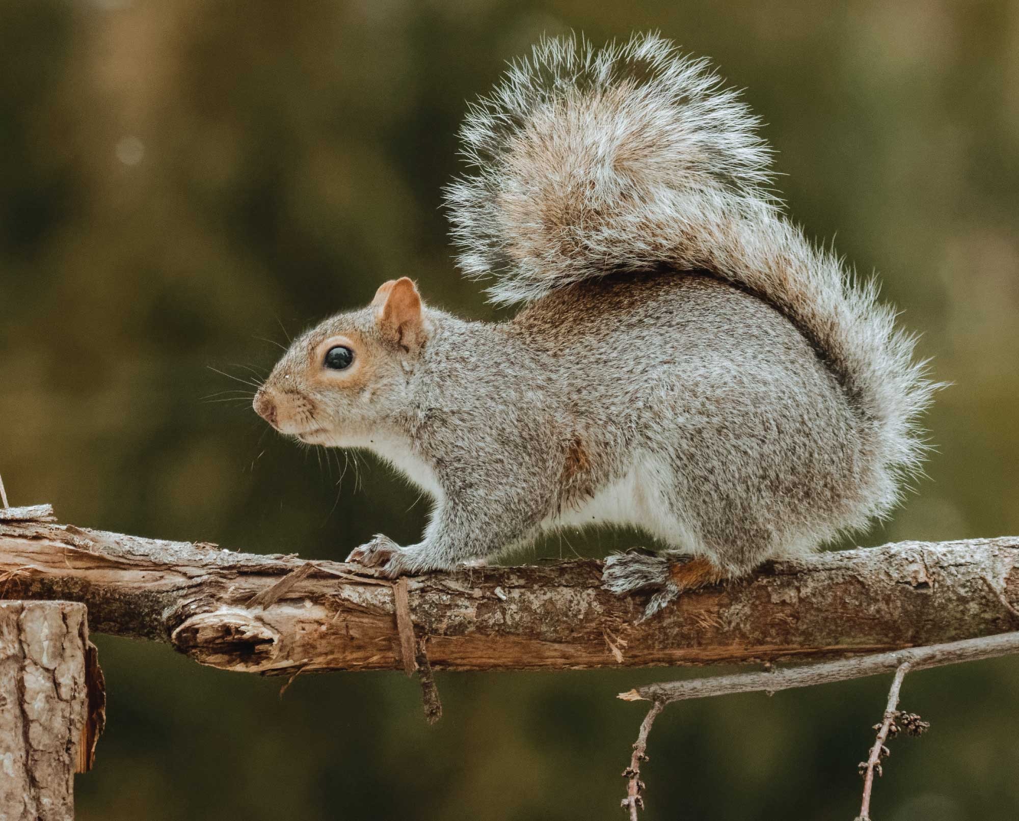 Squirrels in Missouri