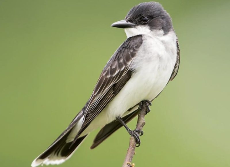 Black and White Birds in Michigan