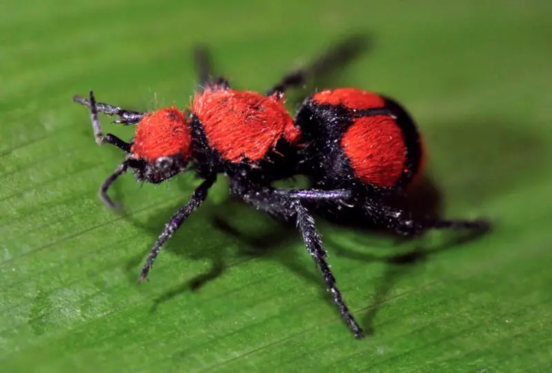 Dangerous Stinging Insects in Michigan