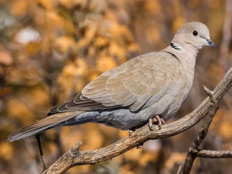 eurasian-collared-dove-streptopelia-decaocto-800x600-1 Doves in Indiana