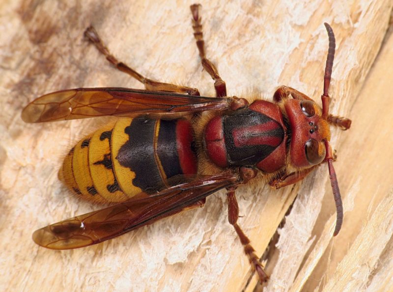 Dangerous Stinging Insects in Michigan