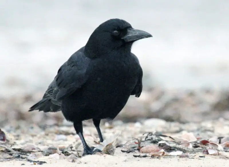 Crows in Florida