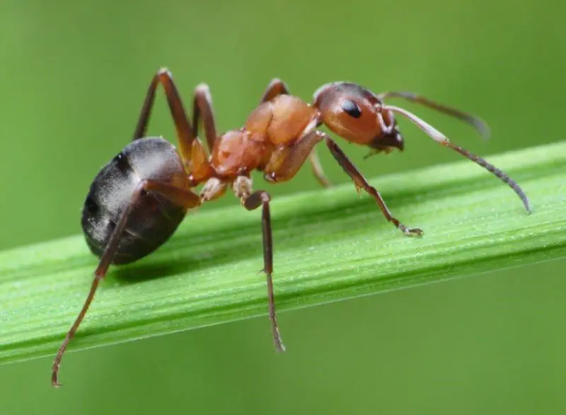 Biting Ants in Florida