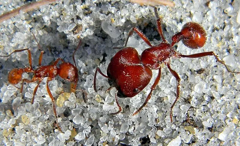 Biting Ants in Florida