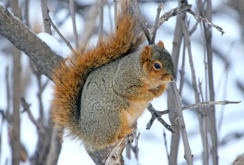 Squirrels in Missouri