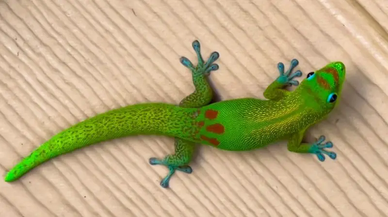 Lizards in Hawaii