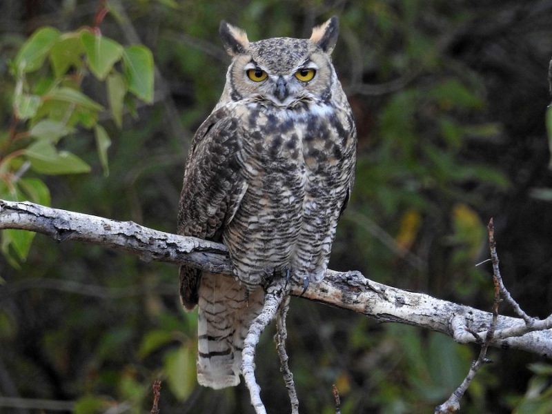 Owls in Georgia