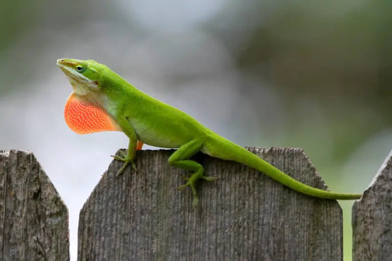 Lizards in Hawaii