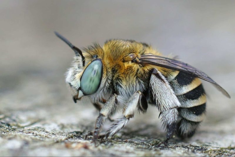 Stinging Insects in Michigan