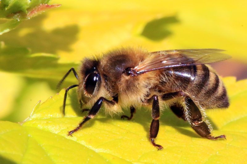 Dangerous Stinging Insects in Michigan