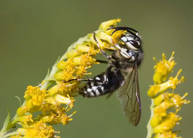 Dangerous Stinging Insects in Michigan