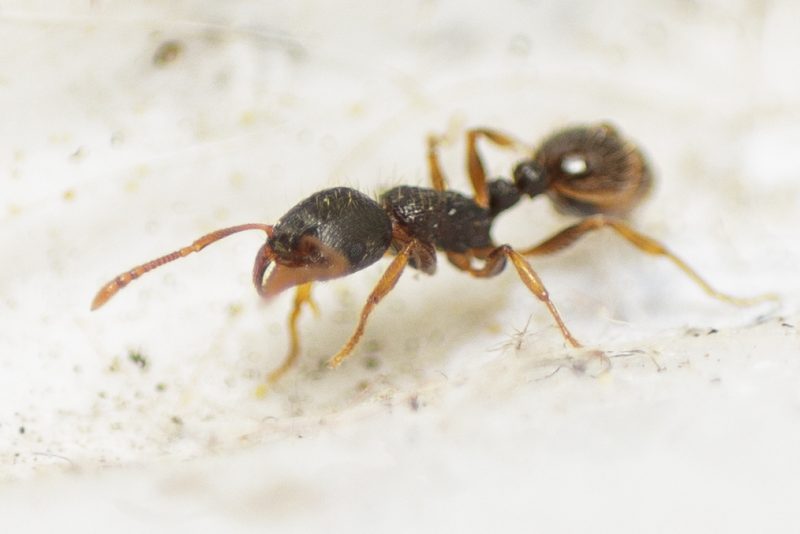 Types of Ants in California