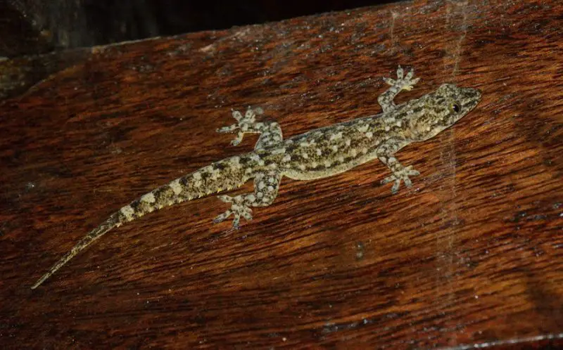 Lizards in Hawaii