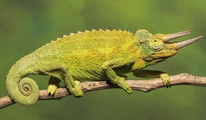 Lizards in Hawaii