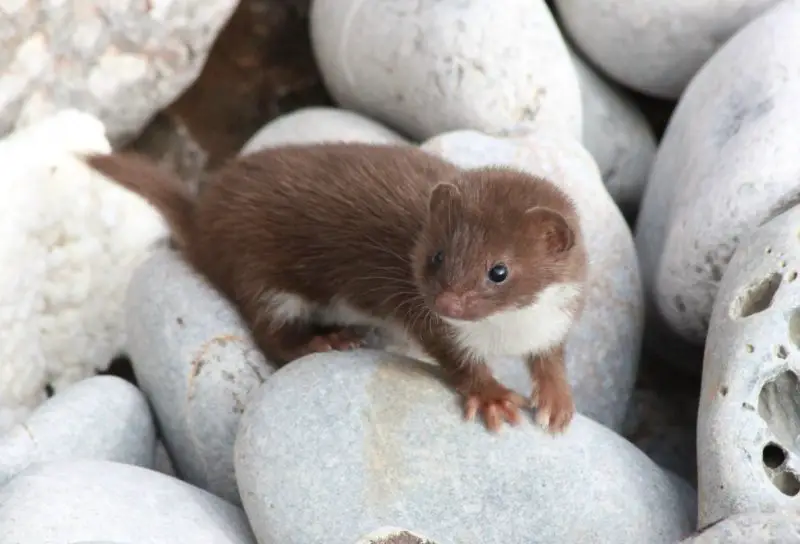 Weasels in New York