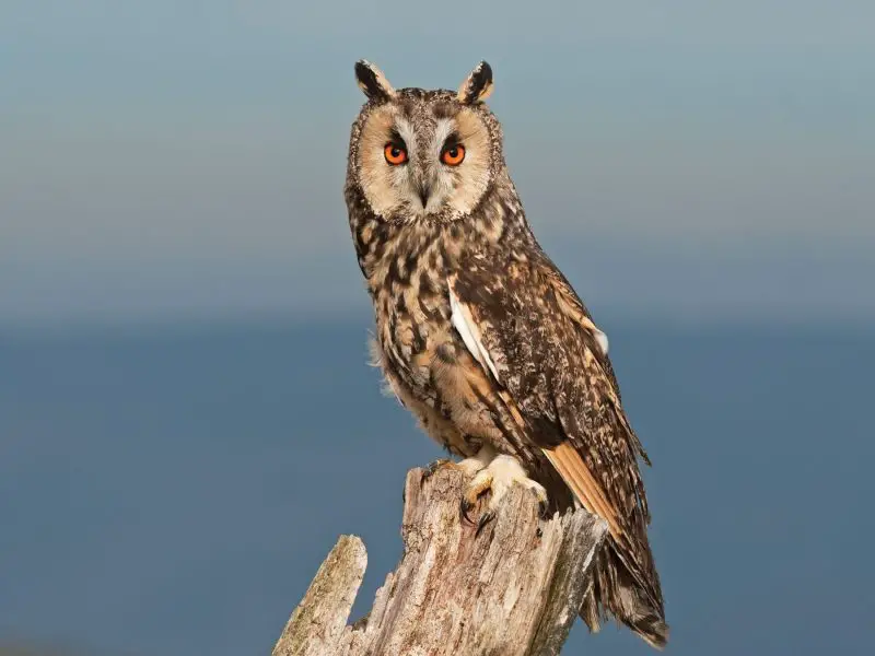Owls in Georgia