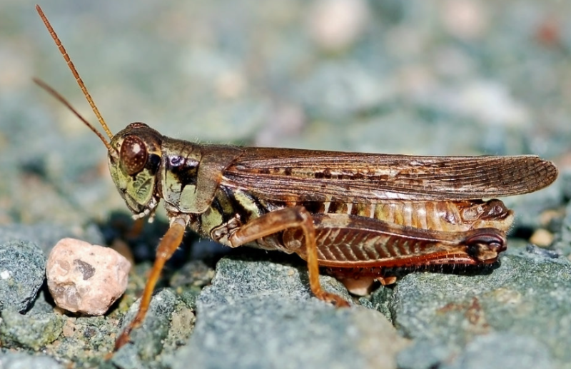 Grasshoppers in Arizona