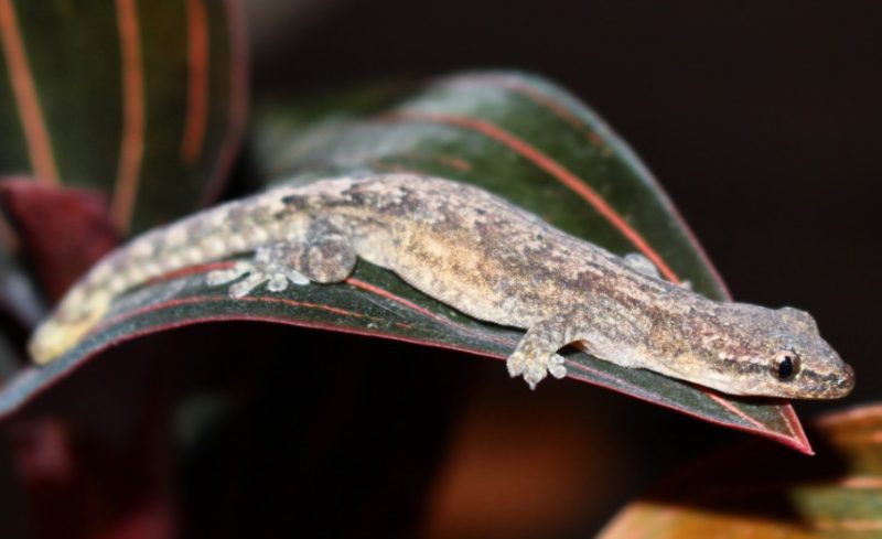 Lizards in Hawaii