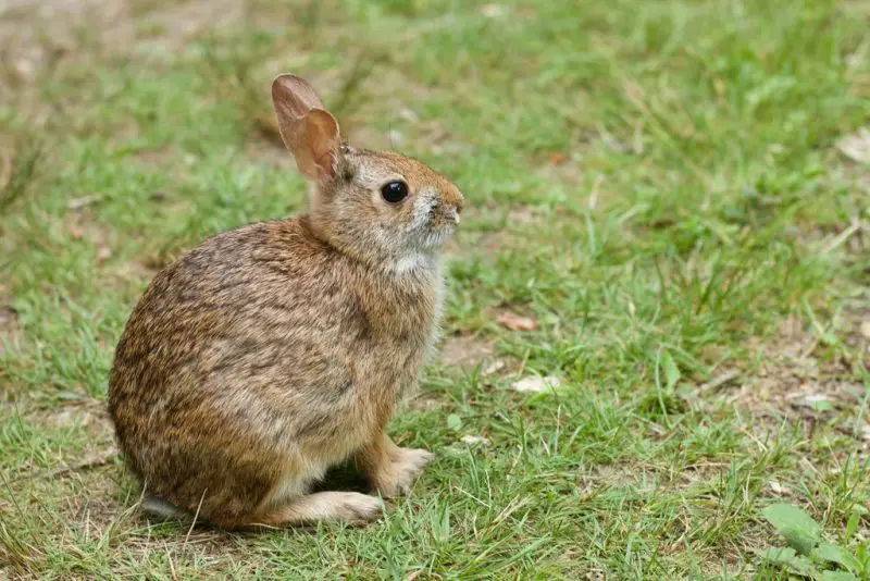 Wild Rabbits in Michigan
