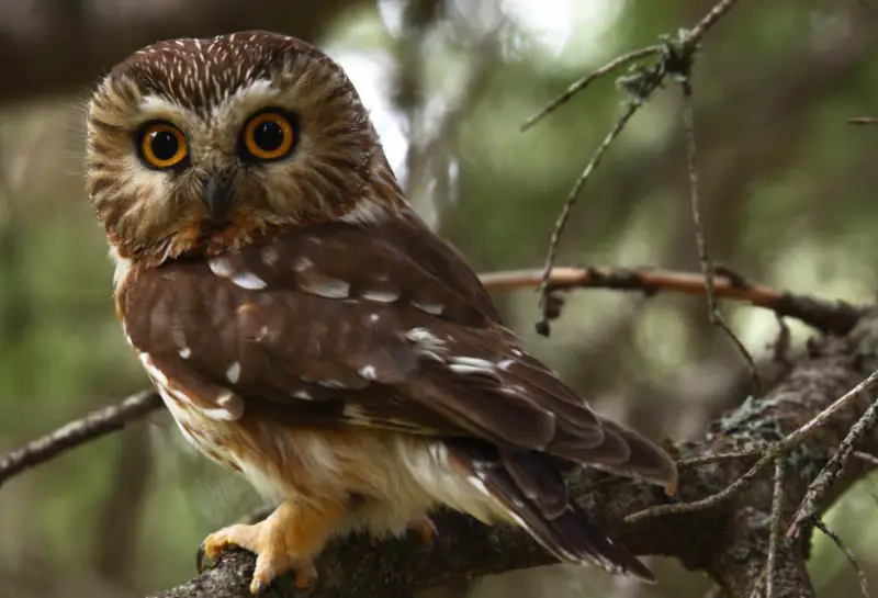 Owls in Georgia