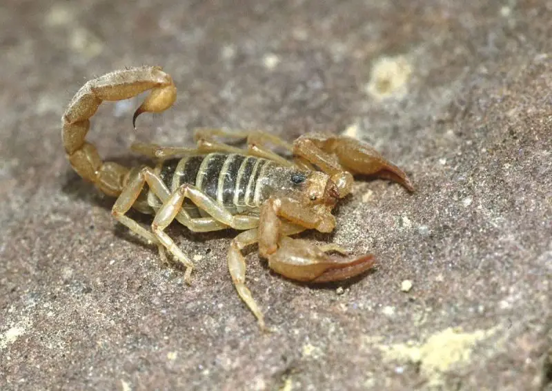 Scorpions in Oregon